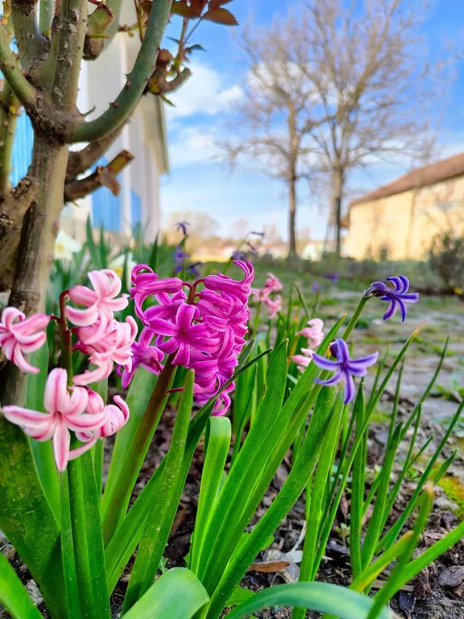 Bed and Breakfast Ethno&Coffee House Tulip Glozan Екстер'єр фото